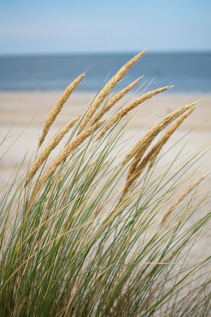 beach grass Pixabay