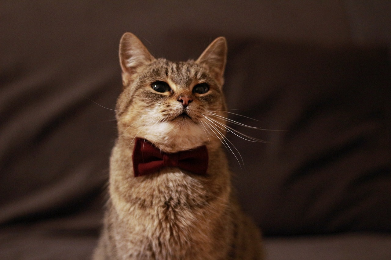 brown tabby ct wears a bot tie Piexaba6