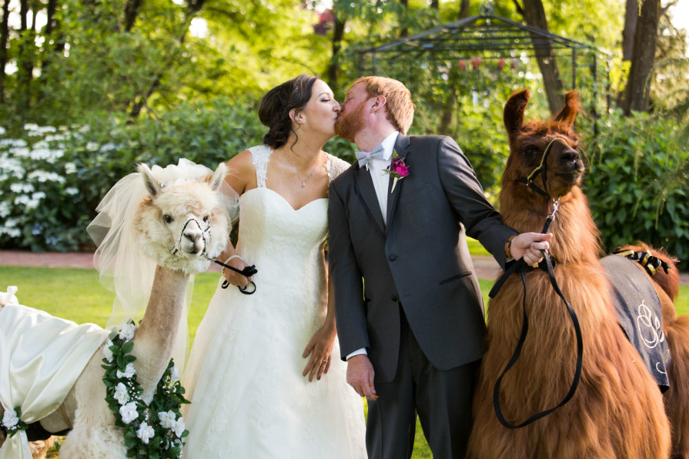 Ainsworth wedding bride, groom, & 2 llamas