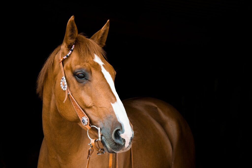 chestnut horse with white blaze Pixabay