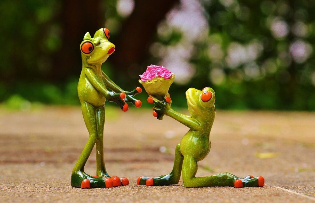 frog proposes to girl frog Pixabay