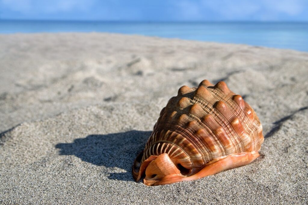 seashell on a beach Pixabay