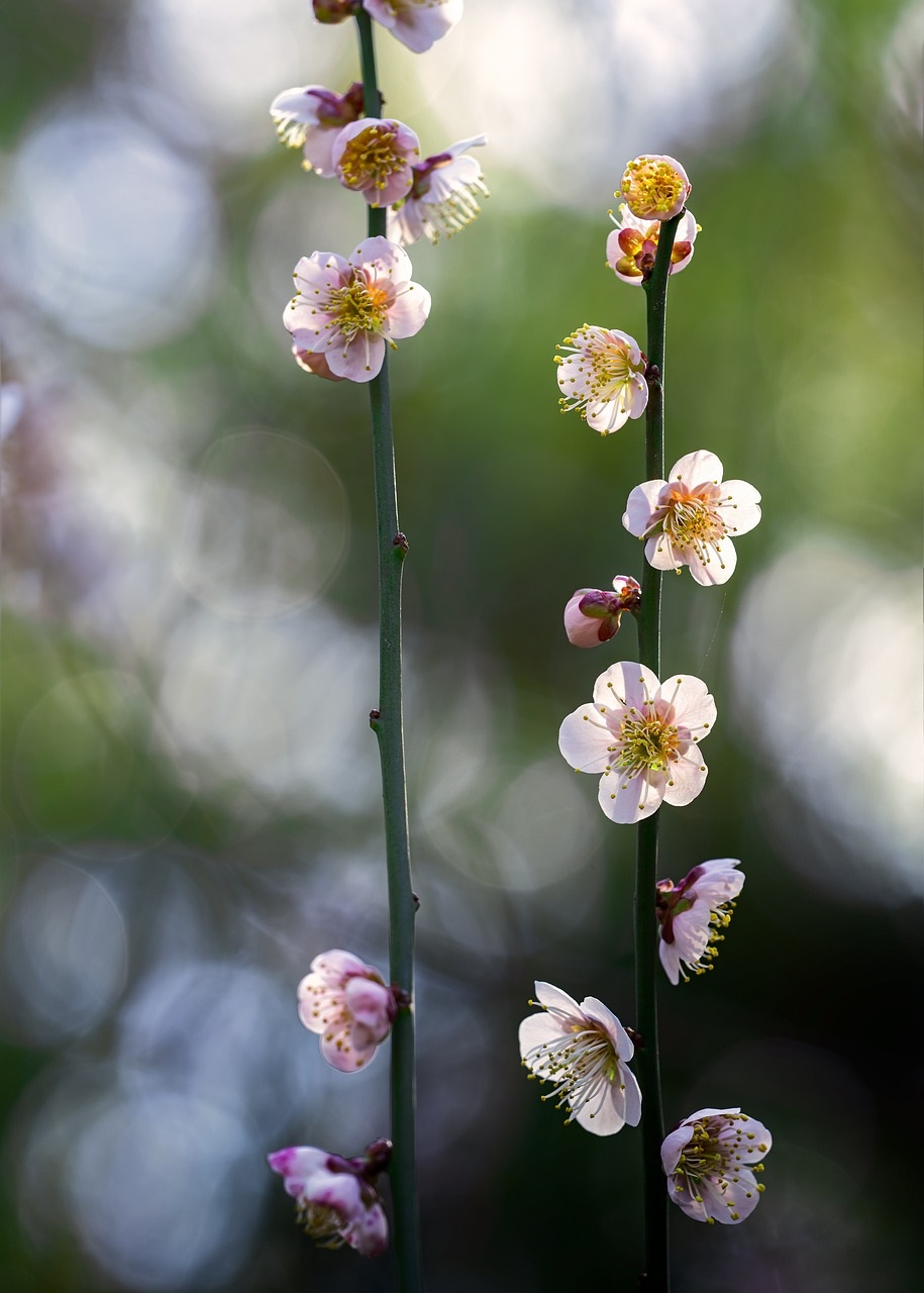 Japanese cherry blossoms