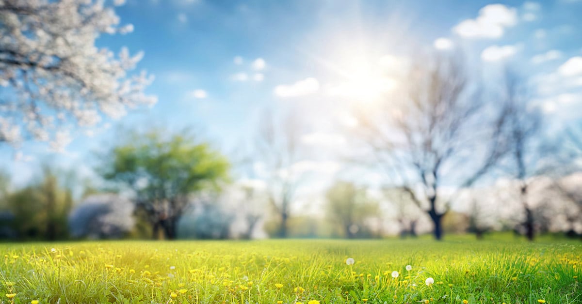 springtime meadow for a wedding